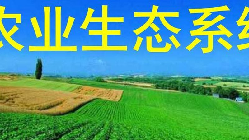 品种选择：揭秘粮食高产种植的关键**
