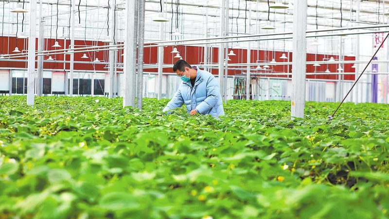 无公害蔬菜种植技术标准：守护舌尖上的安全