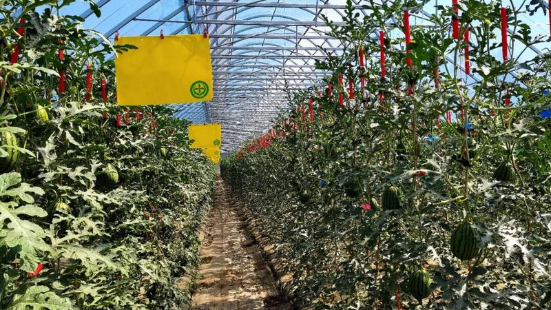 生态循环农业示范项目：如何打造可持续发展的农业新模式**