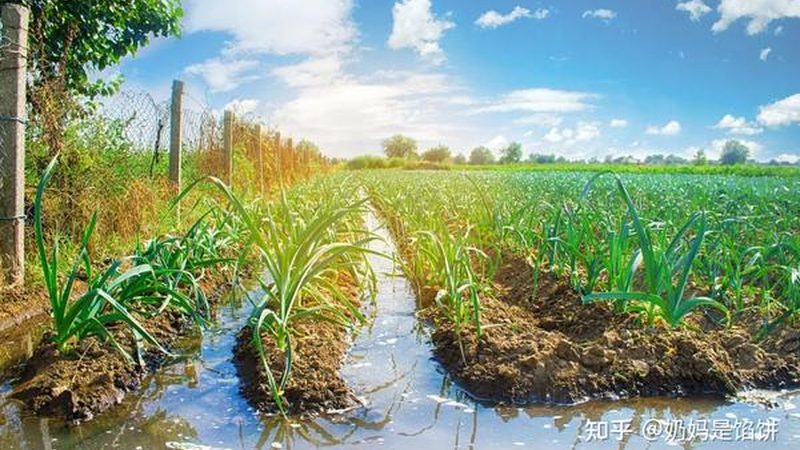 生态农业报告：与普通农业报告的五大差异
