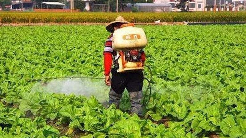 有机蔬菜礼盒定制的秘密：品质溯源与绿色生活